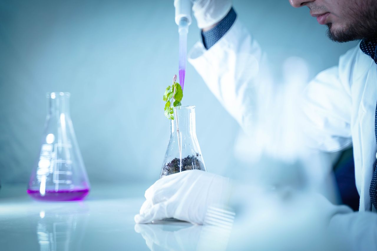 Scientist pouring liquid into a beaker with plant for a laboratory experiment.